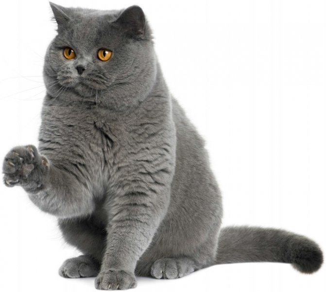 Британская порода кошек