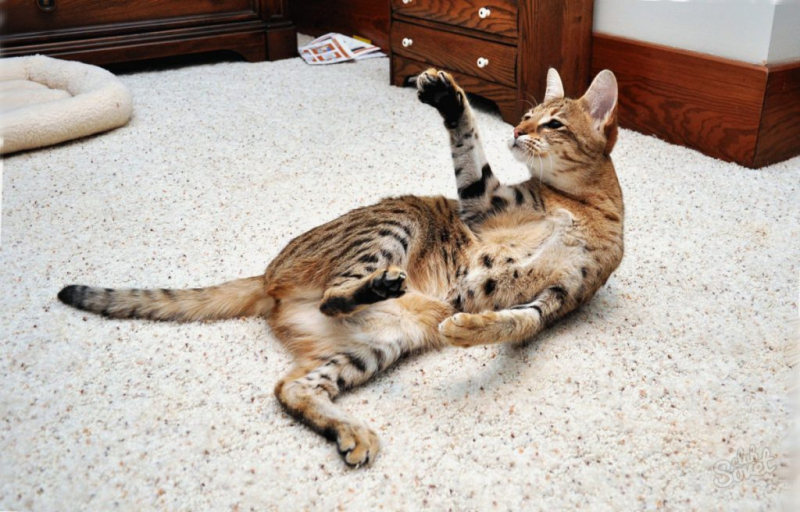 Кошки с большими ушами