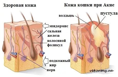 Акне у кошек