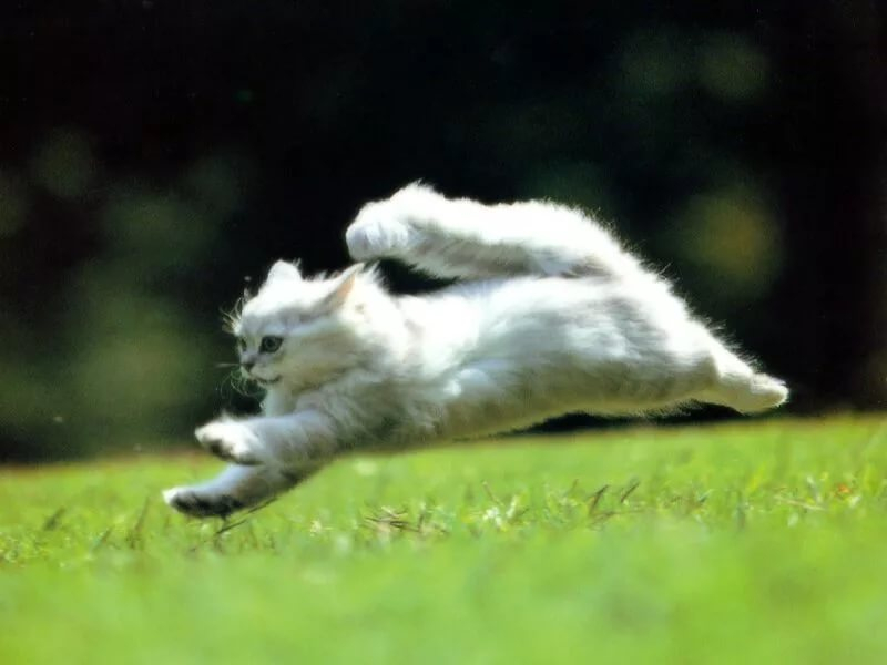 К чему снится белая кошка