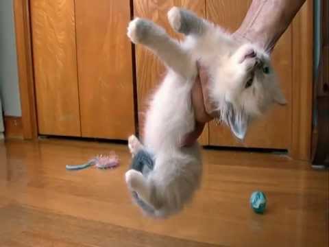 Кошка породы рэгдолл