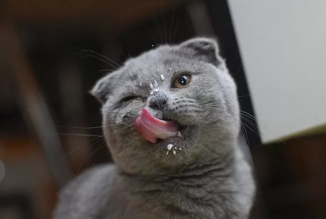 Как часто мыть кошку