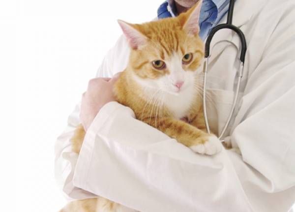 Перитонит у кошек