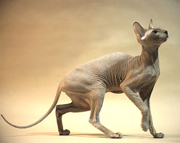 Самые дорогие кошки