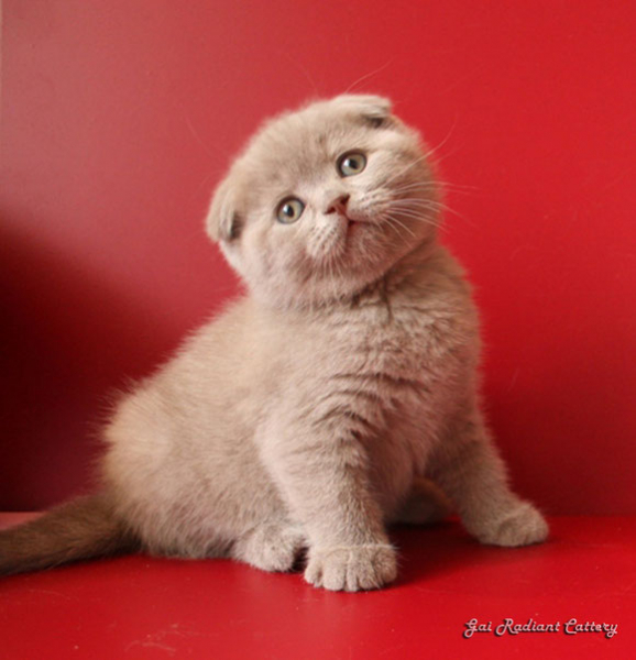 Шотландская вислоухая кошка