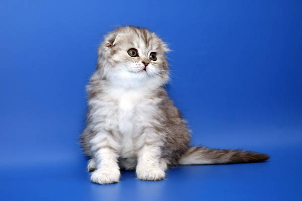 Шотландская длинношерстная кошка