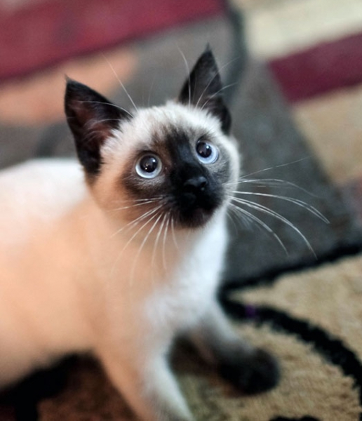 Сиамская кошка