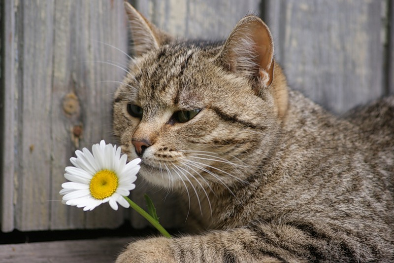 Подкожный клещ у кошек