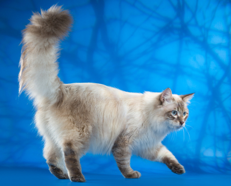 Невская маскарадная кошка
