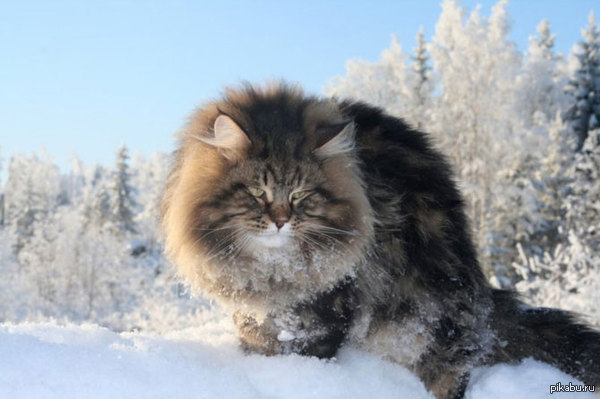 Норвежская лесная кошка