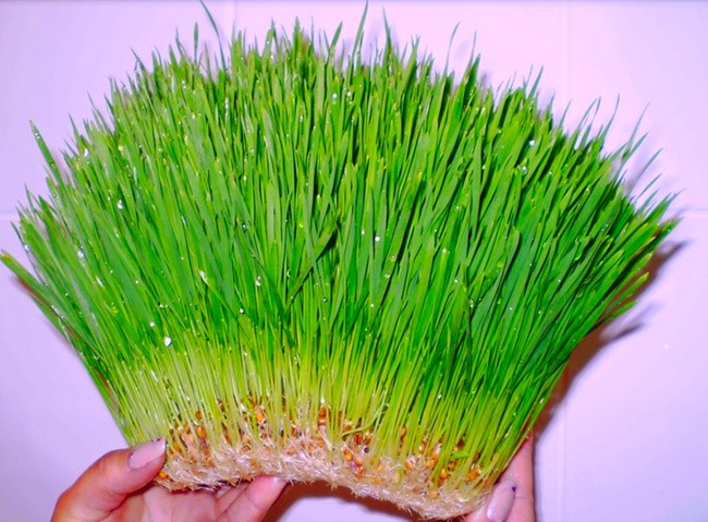 Трава для кошек