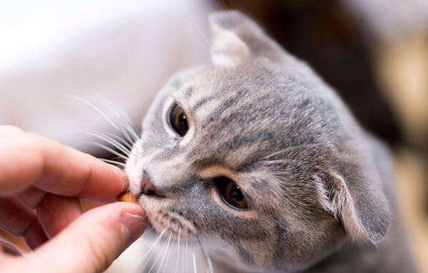 Витамины для кошек