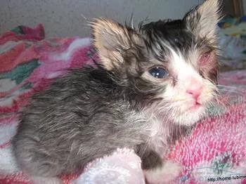 Ринотрахеит у кошек