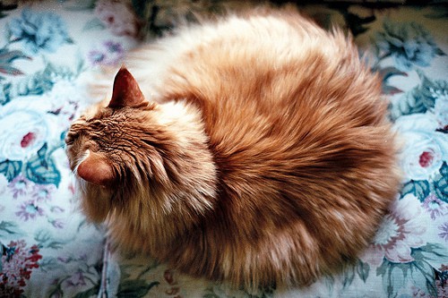 Дерматит у кошки