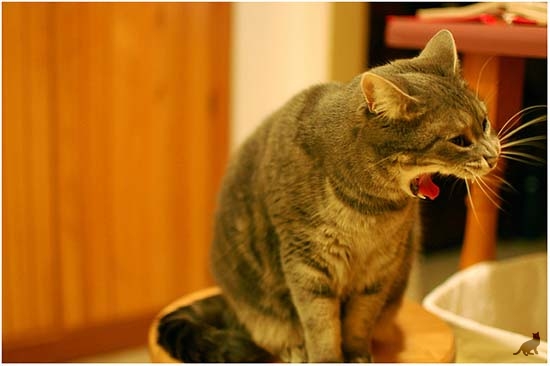 Капли &laquo;Барс&raquo; для кошек