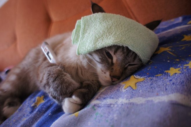 Кальцивироз у кошек