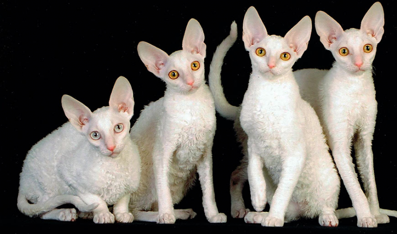 Кошка корниш рекс