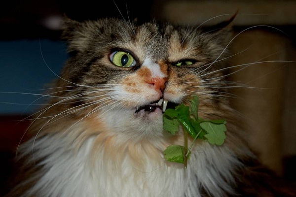 Витамины для кошек