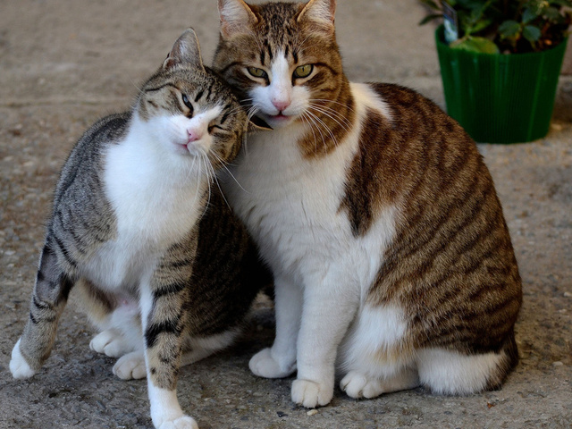 Как стерилизуют кошек