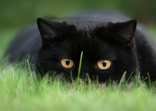 Всё о кошках