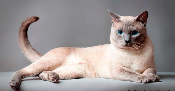 Тайская кошка