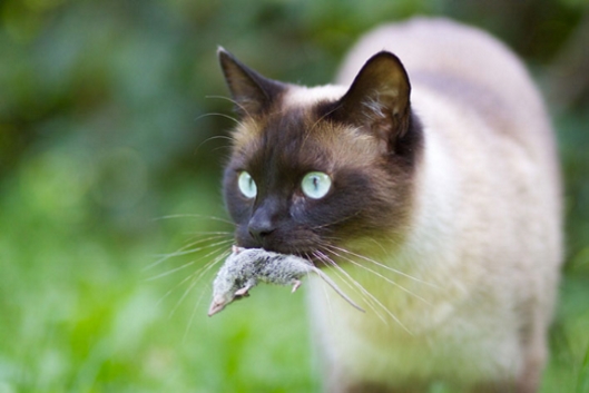 Всё о кошках