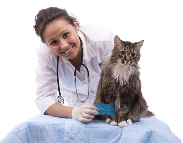 Сахарный диабет у кошек