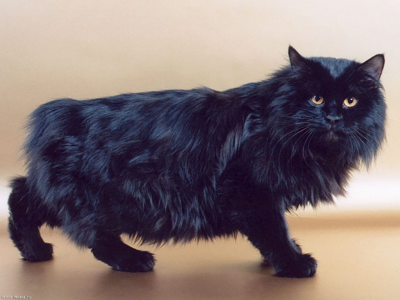 Курильский бобтейл