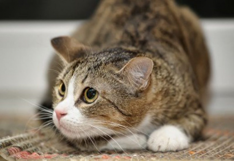 Кошка сильно линяет