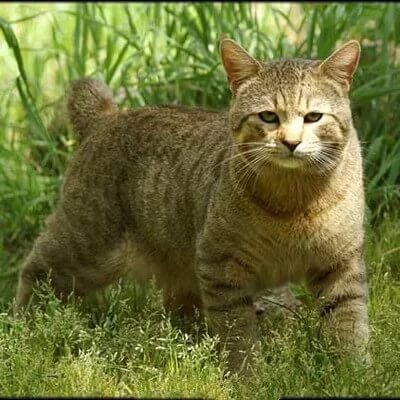 Кошки без хвоста