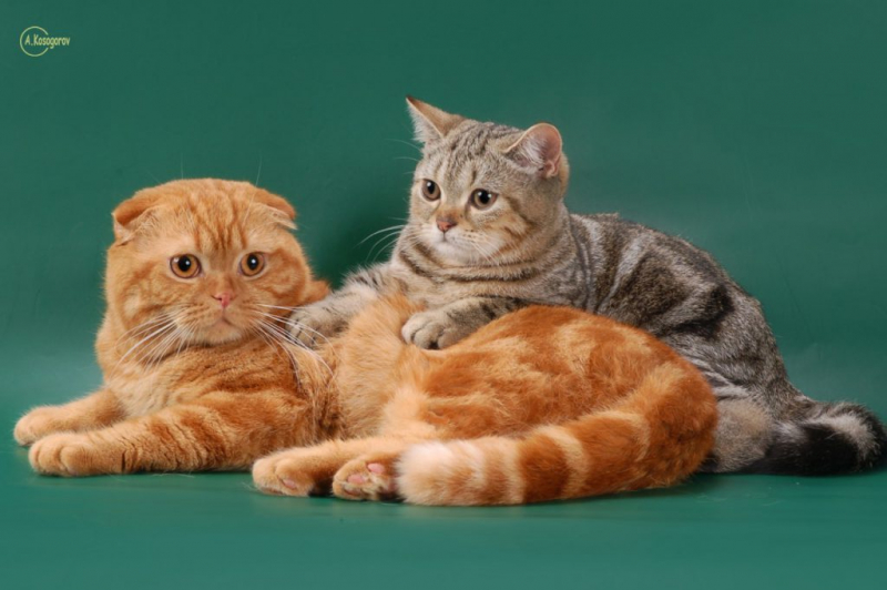 Вязка шотландских кошек