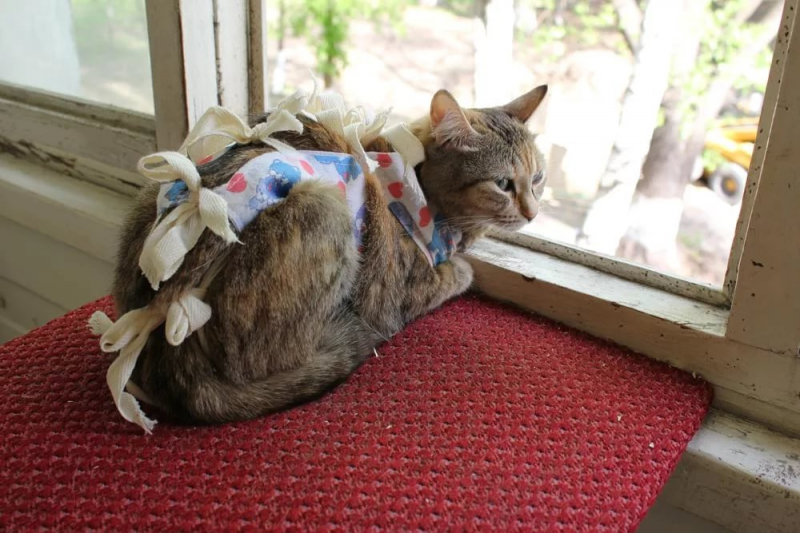 Как стерилизуют кошек