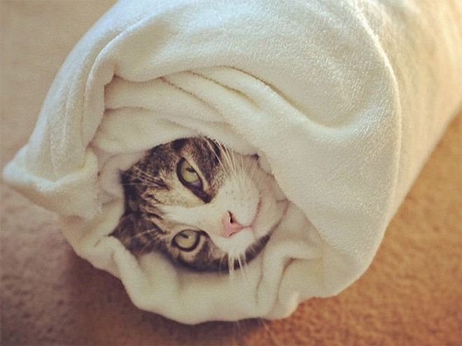 Конъюнктивит у кошек