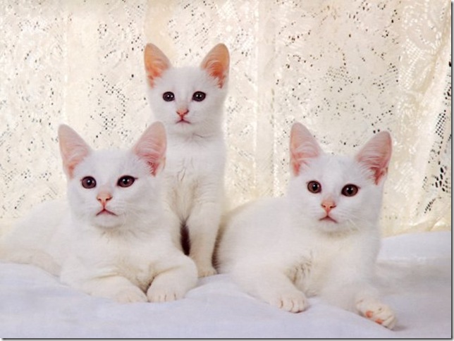 К чему снится белая кошка