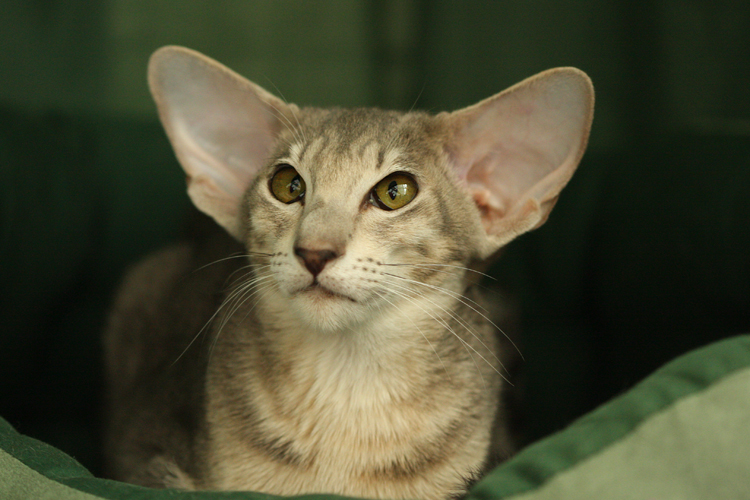 Отит у кошек