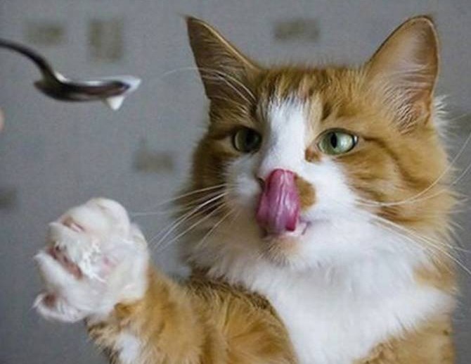 Сахарный диабет у кошек