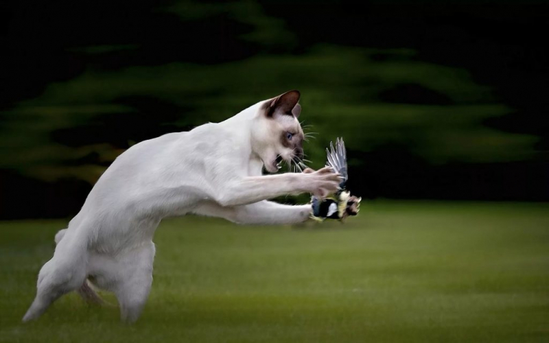 Домики для кошек