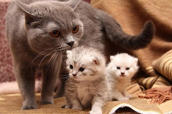 Гамавит для кошек