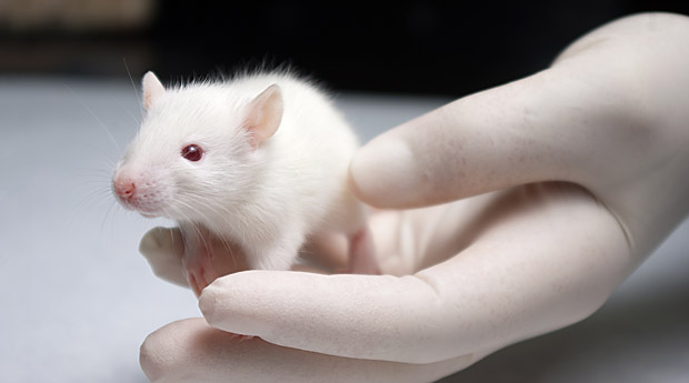 Токсоплазмоз у кошек