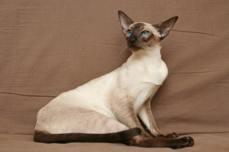 Сиамская кошка