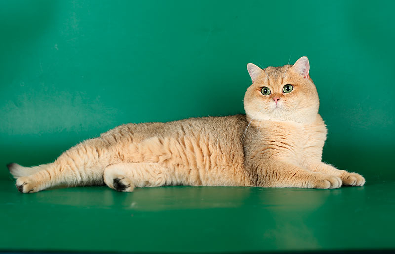 Британская шиншилла