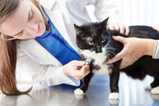 Стронгхолд для кошек