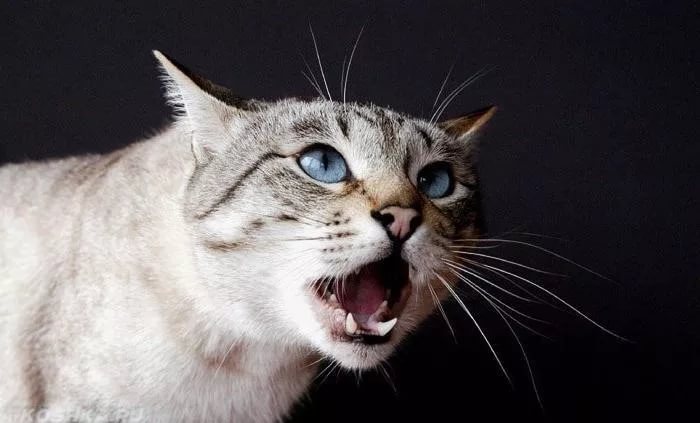 Кошка хочет кота что делать