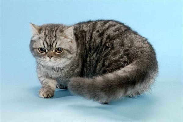 Порода кошек менуэт