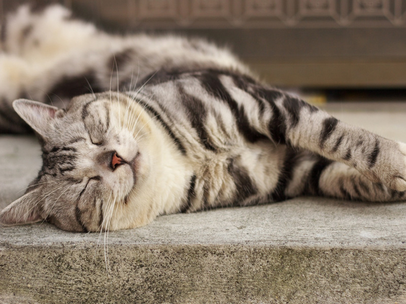 Почему кошка мурлычет