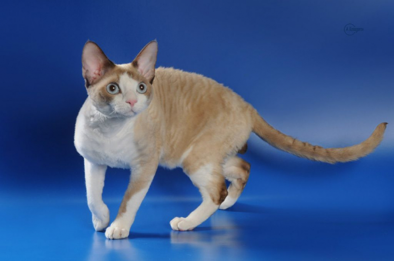 Кошки с большими ушами