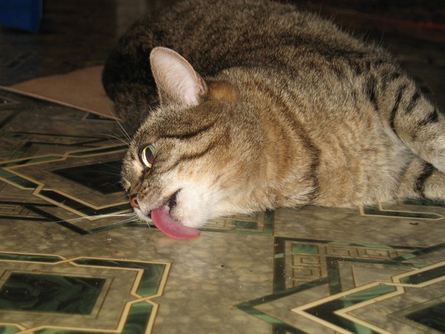 Валерьянка для кошек