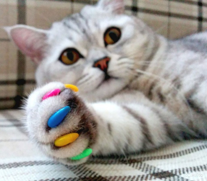 Как ухаживать за кошкой