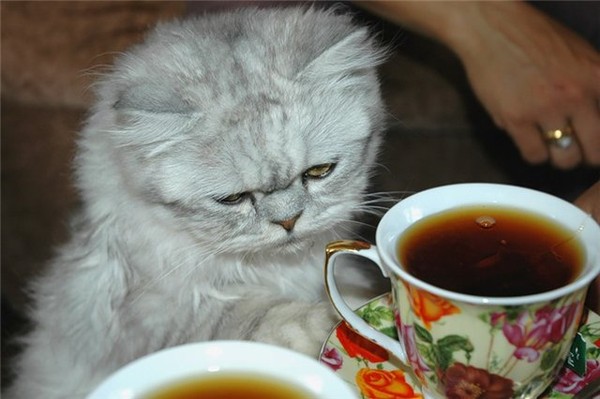 Конъюнктивит у кошек