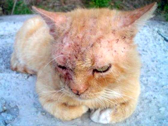 Чесотка у кошек